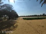 For sale two farms opposite each other in the area of Ghommed (Al Hayr) separated by a road only : Image 7