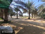 For sale two farms opposite each other in the area of Ghommed (Al Hayr) separated by a road only : Image 8