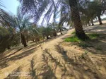 For sale two farms opposite each other in the area of Ghommed (Al Hayr) separated by a road only : Image 3