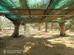 For sale two farms opposite each other in the area of Ghommed (Al Hayr) separated by a road only : Image 5