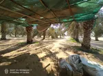 For sale two farms opposite each other in the area of Ghommed (Al Hayr) separated by a road only : Image 6