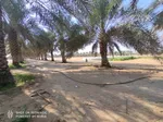 For sale two farms opposite each other in the area of Ghommed (Al Hayr) separated by a road only : Image 2