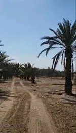 للبيع مزرعة في الرحبة ابوظبي : Image 1