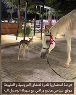 ⚜ For sale a luxury horse stable farm in Dubai - a rare investment for equestrian and nature lovers ⚜ : Image 5