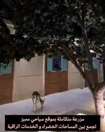 ⚜ For sale a luxury horse stable farm in Dubai - a rare investment for equestrian and nature lovers ⚜ : Image 3