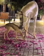 ⚜ For sale a luxury horse stable farm in Dubai - a rare investment for equestrian and nature lovers ⚜ : Image 4