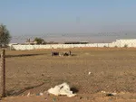 Ezbah – Ranch for Sale in Al Sabrah Al Ain : Image 5