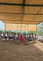 مزرعة للبيع فى راس الخيمة بفيلا ومسبح : Image 2