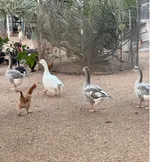 مزرعة للبيع فى راس الخيمة بفيلا ومسبح : Image 3