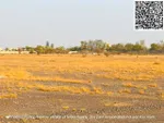 أرض سكنية للبيع في المنامة, عجمان : Image 6