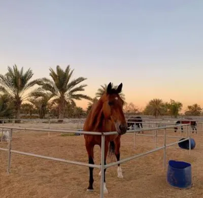 مزرعة للبيع فى راس الخيمة بفيلا ومسبح : Image