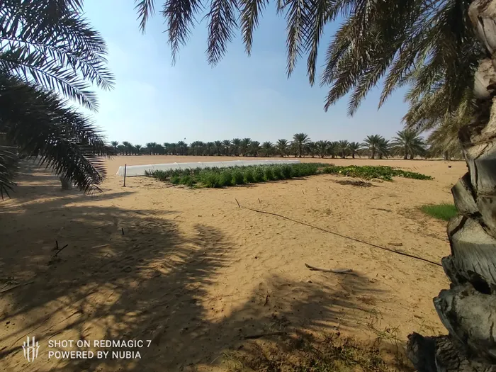 For sale two farms opposite each other in the area of Ghommed (Al Hayr) separated by a road only : Image 1