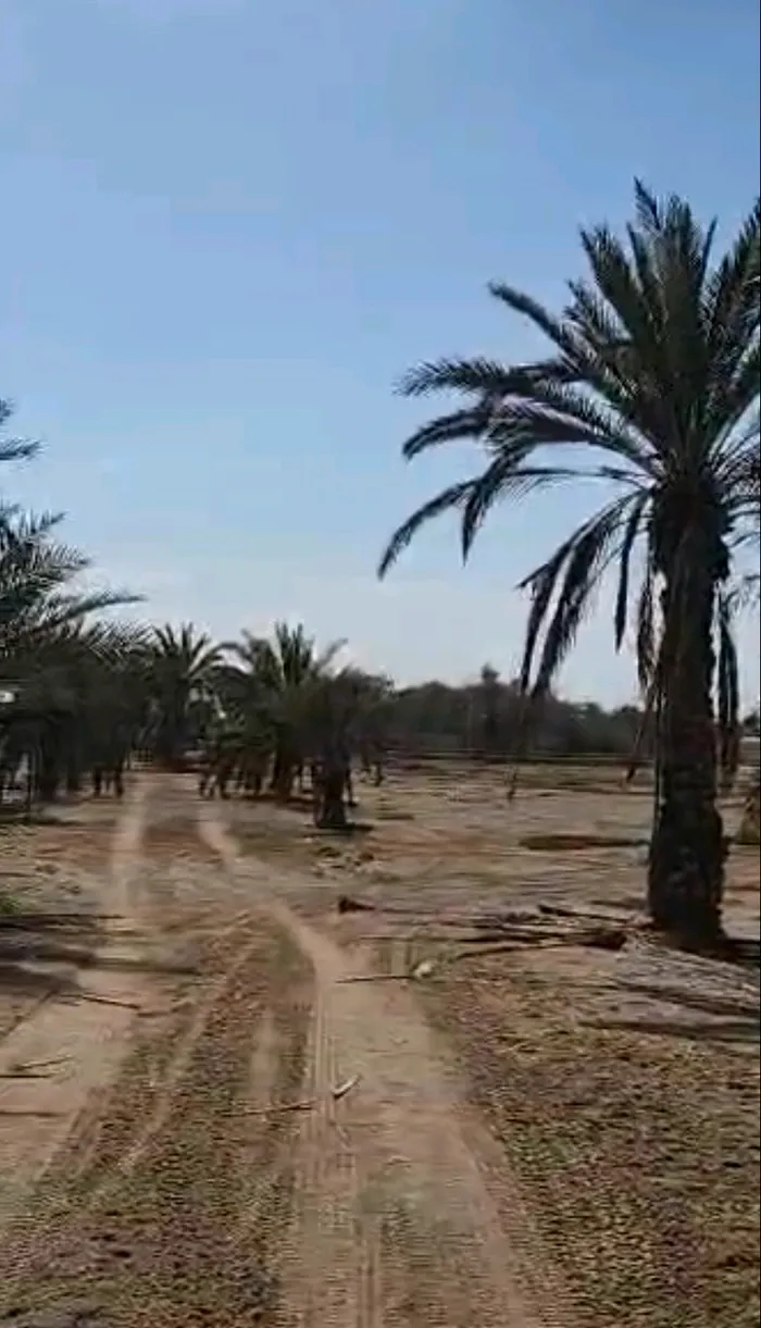 للبيع مزرعة في الرحبة ابوظبي : Image 1