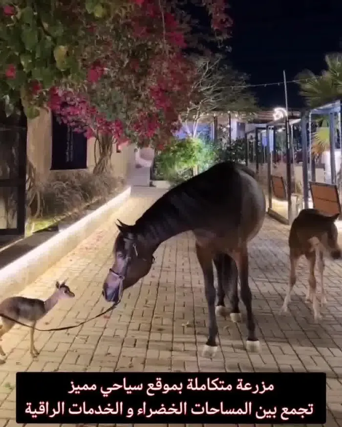 ⚜ For sale a luxury horse stable farm in Dubai - a rare investment for equestrian and nature lovers ⚜ : Image 1