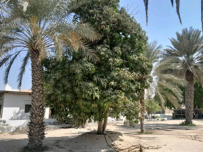 مزرعة : Image 1