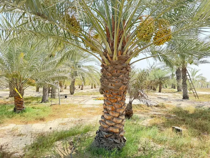 مزرعة للبيع موقع ممتاز جدا مصوره طابوق 4 جهات : Image 1